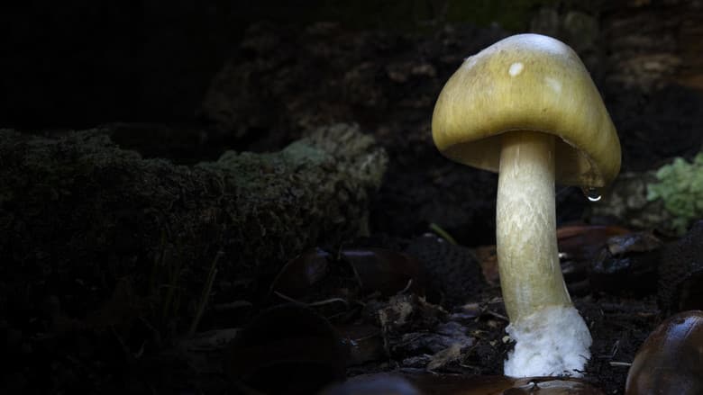 Revealed: Death Cap Murders